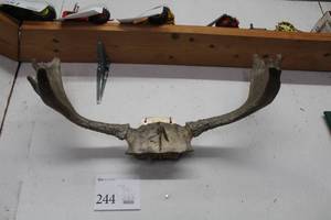 lot 244 image: Moose Rack Wall Art