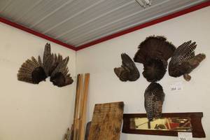 lot 204 image: Wild Turkey Feather Mounts