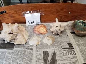 lot 509 image: Lot of (6) Sea Shells
