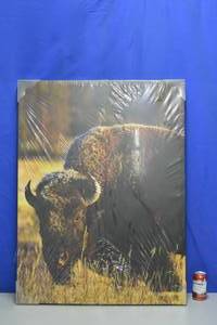 Large Buffalo Canvas