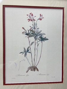 lot 38 image: Botanical Art - Alstroemeria - Lily of the Incas - Redoute