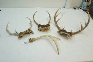 lot 205 image: deer antlers