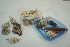 lot 278 image: shells
