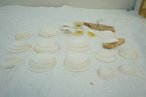 lot 279 image: clam shells