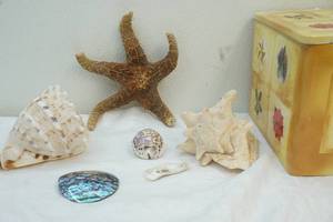 lot 282 image: sea shells