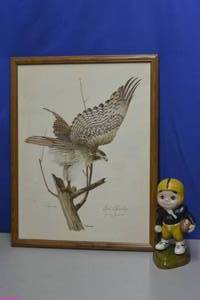 lot 35 image: Red Tail Hawk for the university of Iowa print 3958 and awards