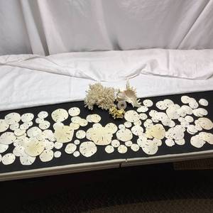 lot 338 image: Sea Skeletons