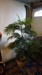 lot 107 image: 5 foot palm tree in 14 inch pot