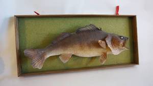 lot 205 image: Walleye taxidermy Mount framed 35 x 16