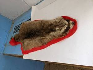 lot 635 image: Racoon hide mounted to red felt...