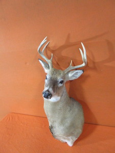 Deer Head Mount