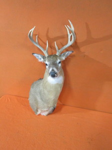 Deer Head Mount