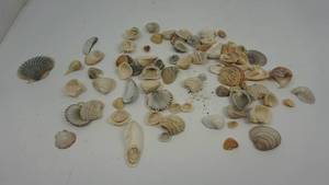 Variety Of Sea Shells