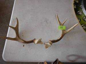 lot 81 image: Set of deer antlers