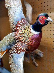 lot 186 image: Taxidermized Mounted Pheasant