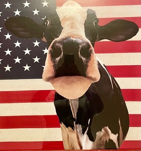 lot 183 image: Patriotic Cow Art