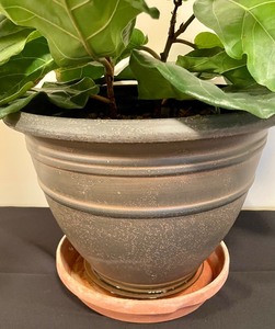 lot 196 image: Lovely Live Plant