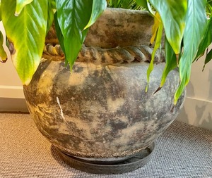 lot 213 image: Pretty Live Plant