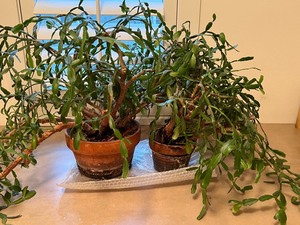 lot 378 image: Two Christmas Cactus Plants