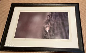 lot 369A image: Framed Gray Wolf Photograph by Jim Brandenburg