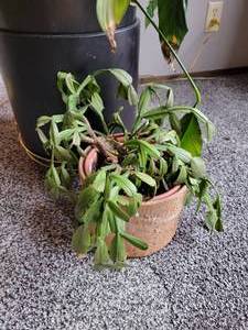 lot 80A image: Schlumbergera & Peace Lily