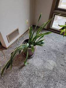 lot 80B image: Mature Snake Plant
