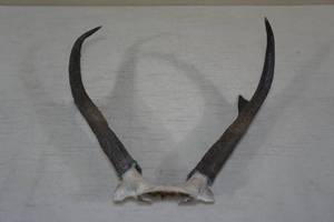 Set of Pronghorn Antelope Horns with Skull Plate