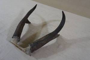 Double Tip Set of Pronghorn Antelope Horns