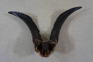 African Bushbuck Horns