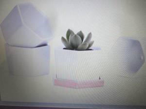 lot 131 image: Greenaholics Small Succulent Plant ...