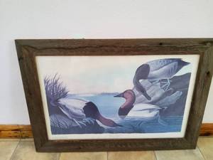 lot 12 image: Canvas back duck Print
