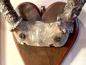 lot 5 image: Vintage Mounted Set of Whitetail Deer Antlers