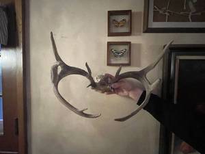 lot 6 image: Set of Whitetail Deer Antlers