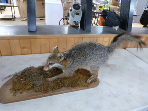 lot 66 image: Taxidermy Stuffed Gray Fox