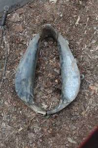 lot 695 image: Vintage Harness Collar