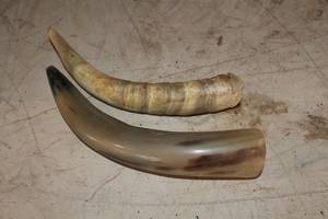 lot 851 image: Lot of (2) Horns