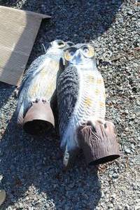 lot 909 image: Lot of (2) Plastic Owl Post Toppers