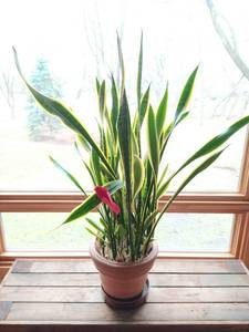 lot 104 image: Real Snake Plant