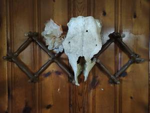 lot 430 image: Skull with Wall Hook