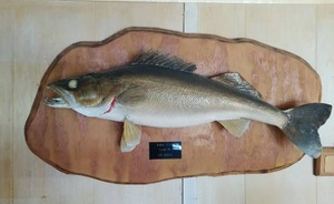 lot 473 image: Mounted Walleye