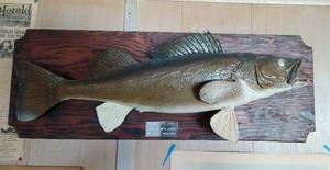 lot 474 image: Mounted Walleye