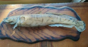 lot 472 image: Mounted Bowfin