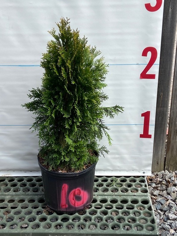 Potted Arborvitae & Cedar Trees | K-BID