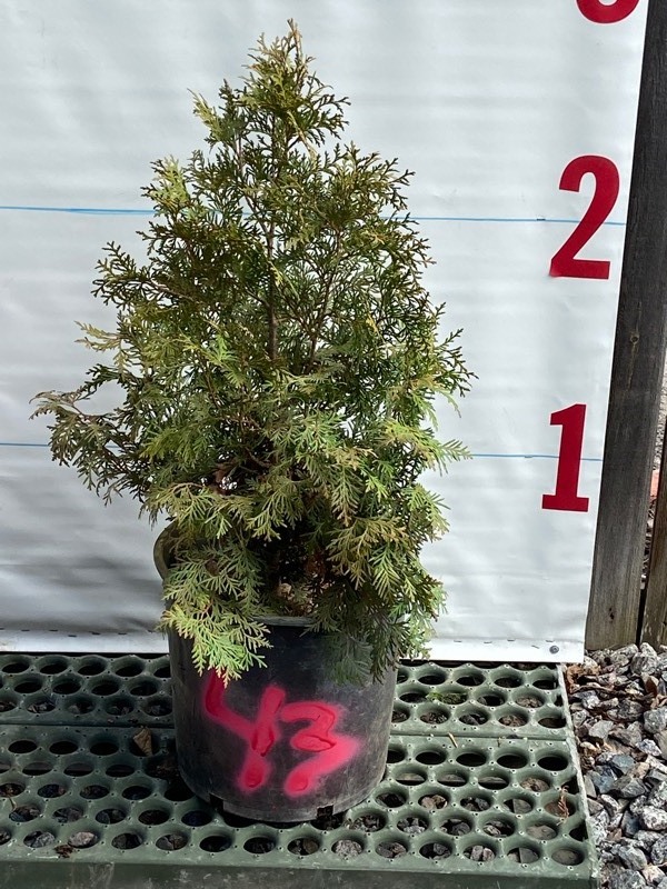 Potted Arborvitae & Cedar Trees | K-BID