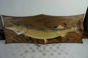 lot 134 image: Vintage Taxidermy Northern Fish Mount - Fish is 36 Long