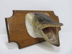 lot 88 image: Very Cool Muskie Taxidermy Head Mount