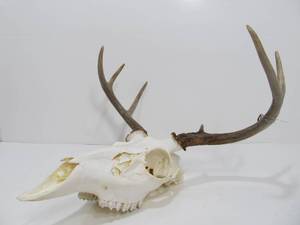 lot 89 image: Bleached Genuine Deer Skull 