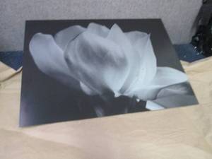 lot 44 image: Trademark Fine Art Cora Niele White...