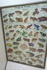 lot 158 image: framed Frogs poster