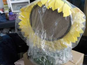 Cat Scratching Sun Flower...